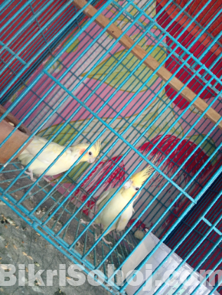 ককাটেল পাখি